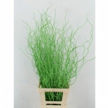 Salıx Ov Klb H% 1 demet 5 dal 