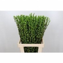 Salıx Ov Klb H% YEŞİL 1DEMET 25 DAL!!!