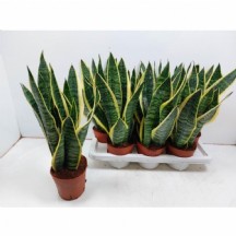 Sansev Futura Superb 12 cm Saksılı - 1 Adet