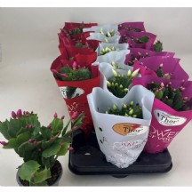 Schlumbergera Gem 3 Kl - 12 cm Saksılı Çiçek - 1 Adet!