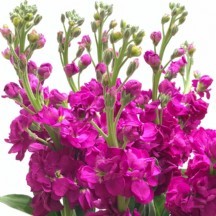 Şebboy Hot Pink - 1 Demet 5 Dal!