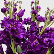 Şebboy Mor - 1 Demet 5 Dal!