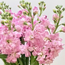 Şebboy Pink - 1 Demet 5 Dal!