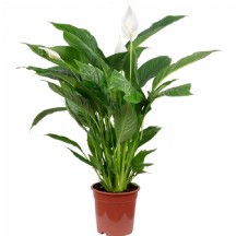 Spathifilyum Sweet Chico 13 cm  Saksılı Çiçek 1 Adet!