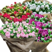 SPREY KARANFİL 1 DEMET 50 DAL