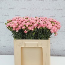 Sprey Karanfil Acık Pempe 1 DEMET 20 DAL!