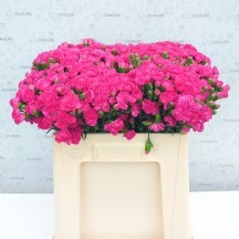 Sprey Karanfil Koyu Pempe 1 DEMET 20 DAL!