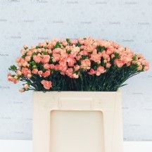 Sprey Karanfil Turuncu 1 DEMET 20 DAL!!!