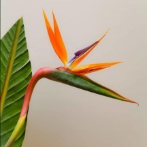 Starliçe - Cennet Kuşu Çiçeği - 1 Demet 5 Dal!