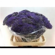 Trach Lake Superıor trekelyum  60 cm 1 demet 25 dal!!!