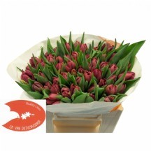 Tu Du Alıson Bradley 1 deme t10 dal!!! 