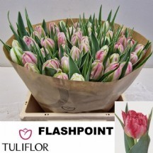 Tu Du Flash Point 40 cm 1 demet 10 dal!!!