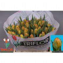 Tu Du Icoon 1 demet 10 dal!!!