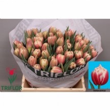 Tu Du Innocence 1 demet 10 dal!!!