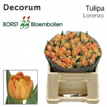 Tu Du Lorenzo 1 demet 10 dal!!!