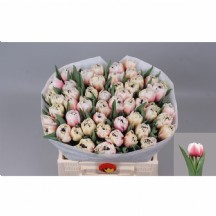 Tu Du Sambuca 1 demet 10 dal!!!