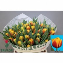 Tu Du Vuelta 1 demet 10 dal!!!