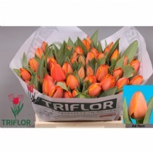 Tu en Ad Rem 1 demet 10 dal!!1