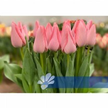 Tu en Bella Blush 1 demet 10 dal!!