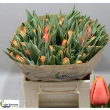 Tu en Countus 1 Demet 10 dal!! 34 cm