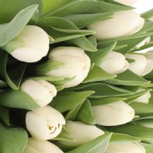 tu en dynasty 40 cm   1 demet 10 dal!!! 