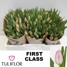 Tu en Fırst Class 1 demet 10 dal!!!