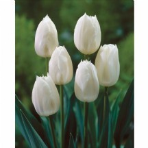 Tu en Inzell 38 cm 1 demet 10 dal!!!