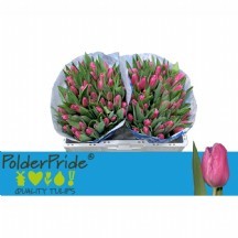 Tu en Jumbo Pınk 1 demet 10 dal!!!