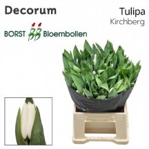 Tu en Kırchberg 1 demet 10 dal!!!