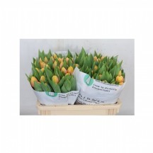 Tu en Marıt 1 demet 10 dal!!!