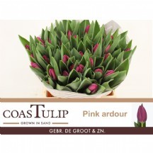 Tu en Pınk Ardour 1 demet 10dal!!!