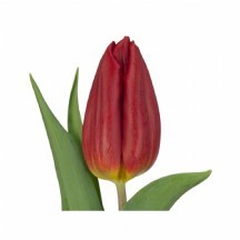 Tu En Red Gold - 44cm 1 Demet 10 DAL!