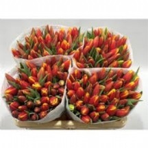 Tu en Tarzan 1 demet 10 dal!!! 34 cm