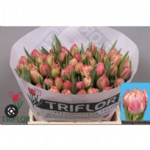 Tulipa Du Columbus  lale 44 cm - 1 Demet 10 Dal!