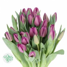 Tulipa Du Joser Mor Lale - 1 Demet 10 Dal!