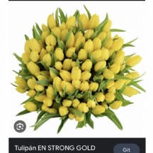 Tulipa en Novi Sun 38   cm  - 1 Demet 10 DAL!