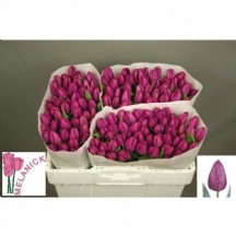 Tulipa en Purple Prince 34 cm