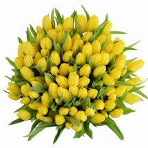 Tulipa en Strong Gold 43 cm - 1 Demet 10 Dal!