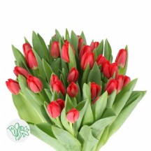 Tulipa en Strong Love Lale Kırmızı - 1 Demet 10 Dal!