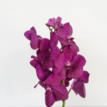 Vanda Nı Hot Pınk 1 kutu 16 adet!!!