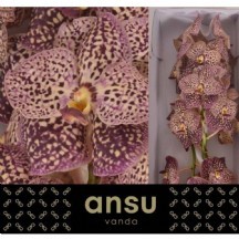 Vanda Su Oce Sangrıa 1 kutu 16 adet!!!