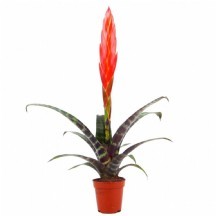 Vries Splenriet 9 cm Saksılı - 1 Adet