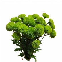 YEŞİL KRİZANTEM - 1 DEMET