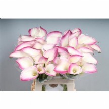 Zant Call Marıo 50 cm  1 demet 10 dal!!!