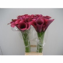 Zant Capt Promıse 70 cm 1 demet 10 dal!!