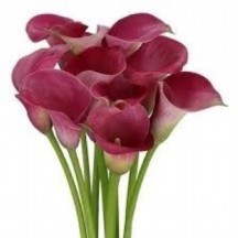 Zant Capt Romance 1 demet 10 dal