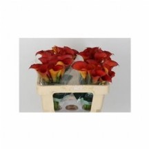 Zant Capt Trınıty 55 cm 1 demet 10 dal!!!