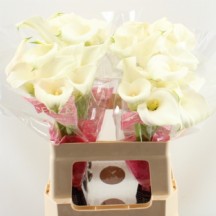 Zant Capt Ventura 70 cm - 1 Demet 10 Dal!