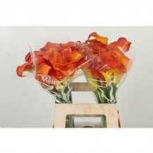 Zant Carvello 50 cm 1 demet 10 dal!!