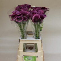 Zant Durban 55 cm gala 1 demet 10 dal !!!